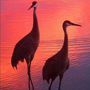 Meet your Posher, Penny